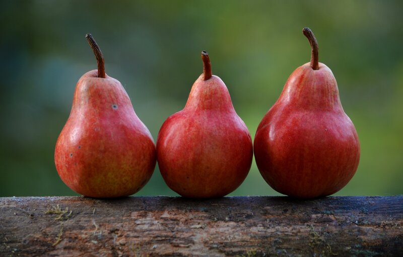 Three red pears on a log
