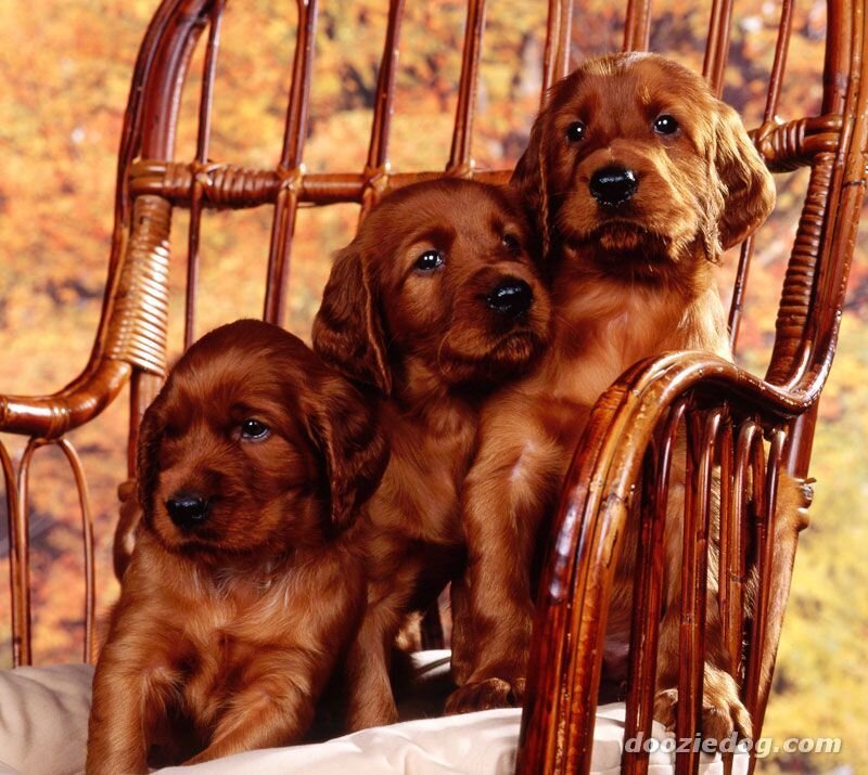 three red puppies on a chair