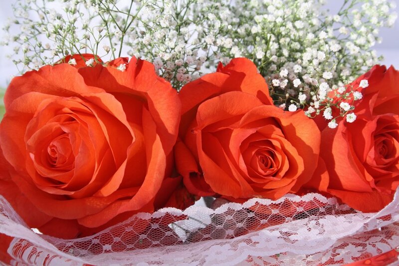 Three Red Roses — Calm, Afternoon, Photograph, Baby's Breath