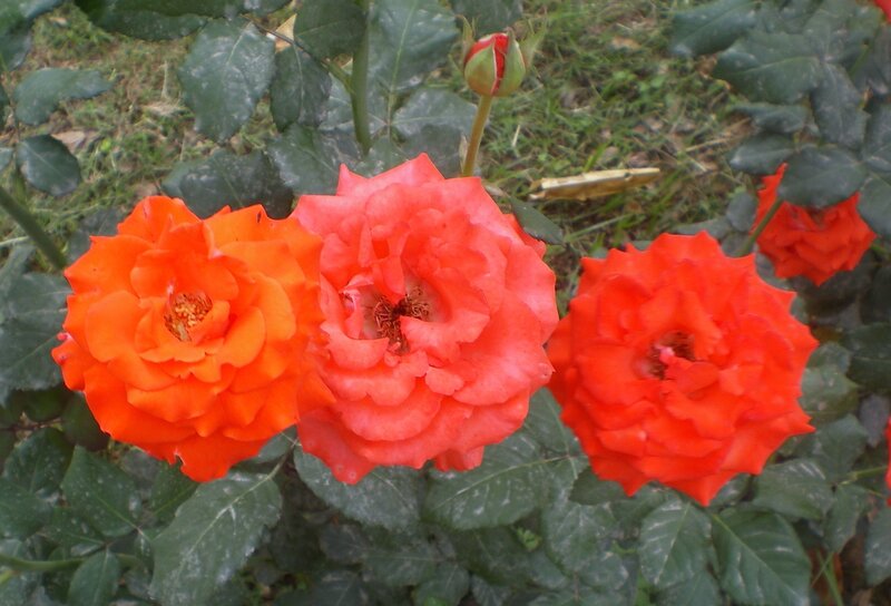 Three Red Roses — Calm, Afternoon, Photograph, Buds