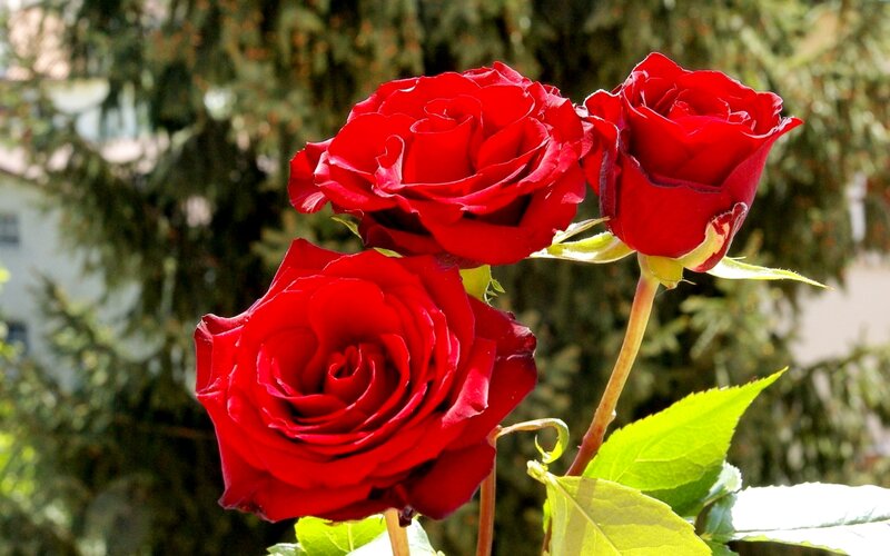 Three Red Roses — Calm, Afternoon, Photograph, Green Leaves, Bushes