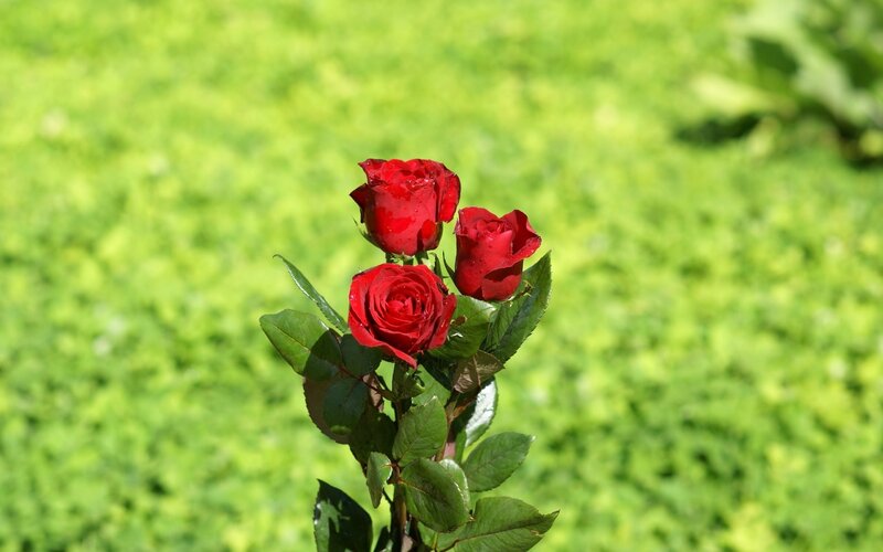 Three Red Roses — Calm, Afternoon, Photograph, Green Leaves, Green Grass