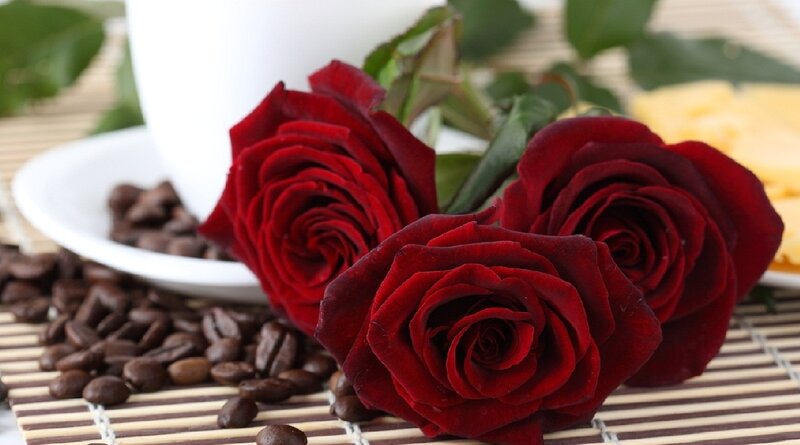 Three Red Roses — Calm, Morning, Photograph