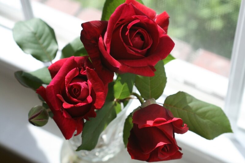 Three Red Roses — Calm, Morning