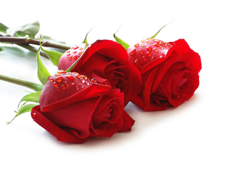 Three Red Roses — Calm, Photograph, Drops, Stems