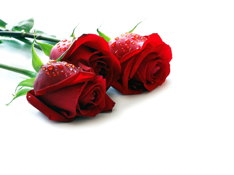 Three Red Roses — Calm, Photograph, Drops