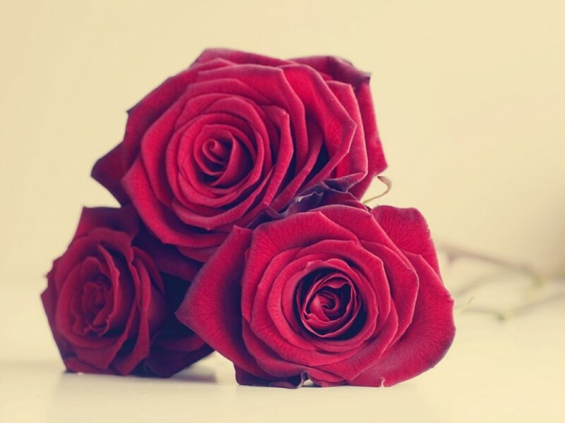 Three Red Roses — Calm, Photograph, Flower