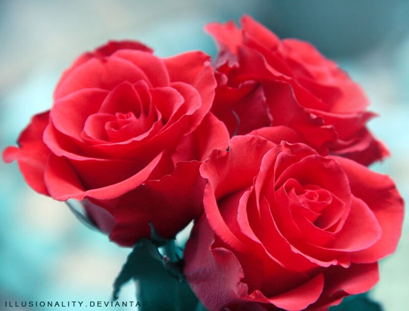 Three Red Roses — Calm, Photograph, Green Leaves, Blurred Background