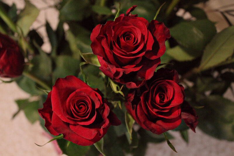 Three Red Roses — Calm, Photograph, Green Leaves, Buds