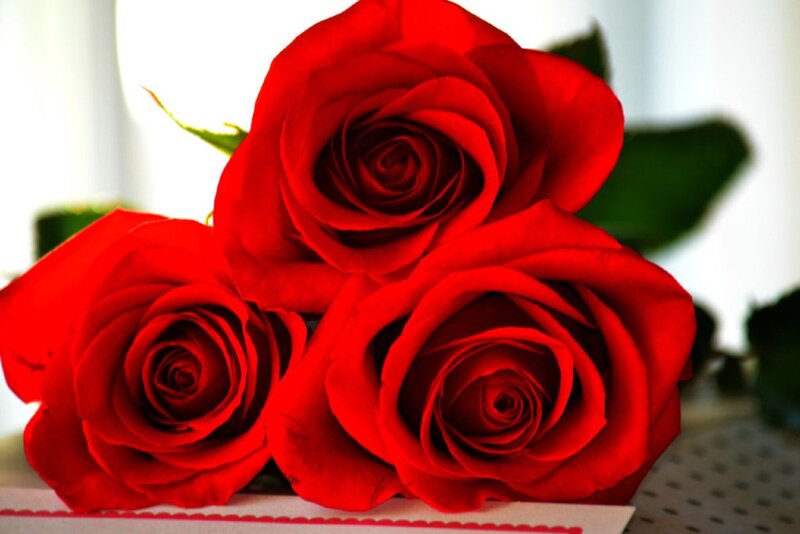 Three Red Roses — Calm, Photograph, Green Leaves, Card