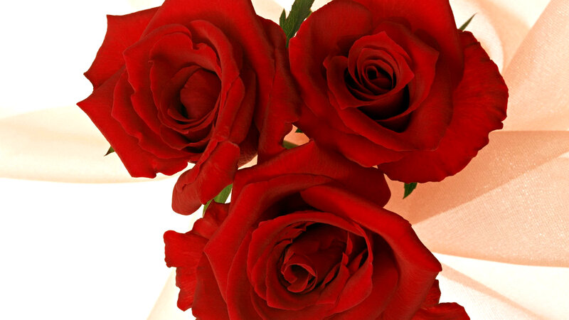 Three Red Roses — Calm, Photograph, Green Leaves, Fabric