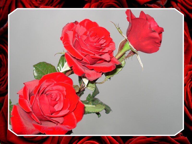 Three Red Roses — Calm, Photograph, Green Leaves, Stem