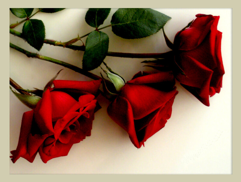 Three Red Roses — Calm, Photograph, Green Leaves, Stems