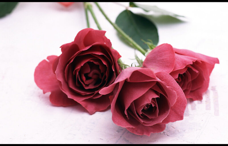 Three Red Roses — Calm, Photograph, Green Leaves, Stems, White Surface