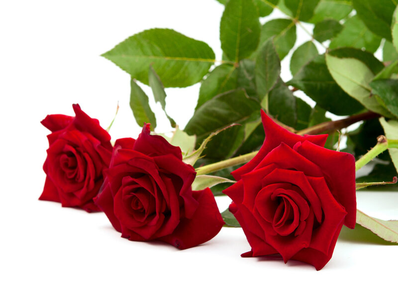 Three Red Roses — Calm, Photograph, Green Leaves, White Background