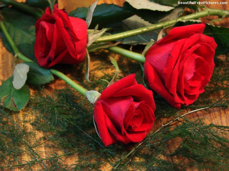 Three Red Roses — Calm, Photograph, Green Leaves, Wooden Surface