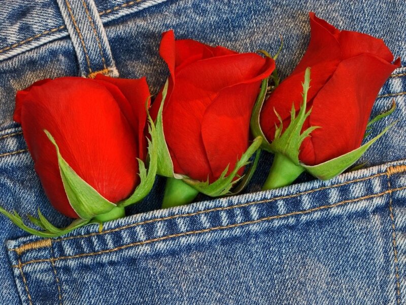 Three Red Roses — Calm, Photograph, Jeans
