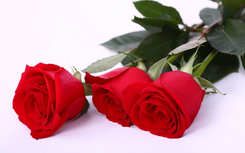 Three Red Roses — Calm, Photograph, Leaves, Stem, White Background