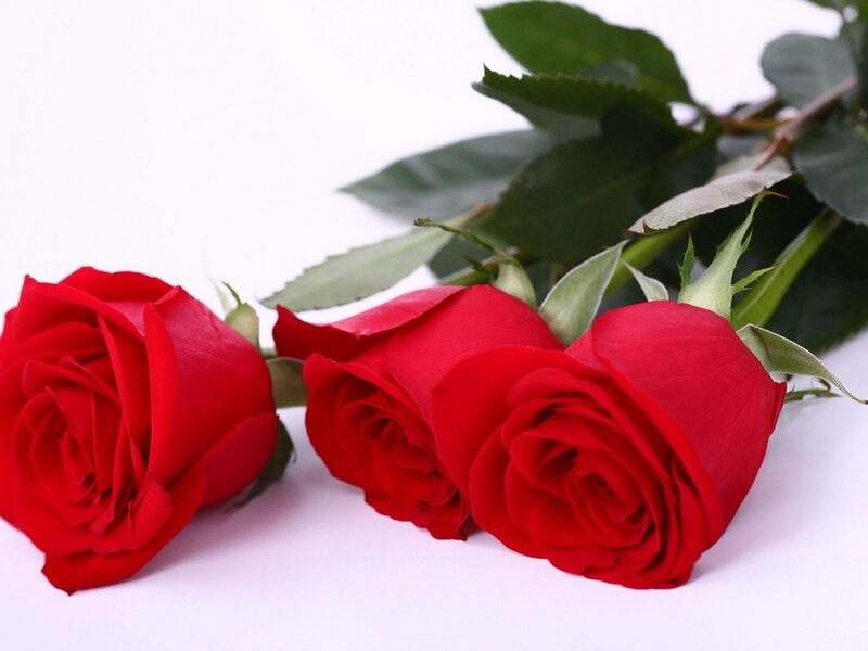 Three Red Roses — Calm, Photograph, Leaves, Stems, White Background