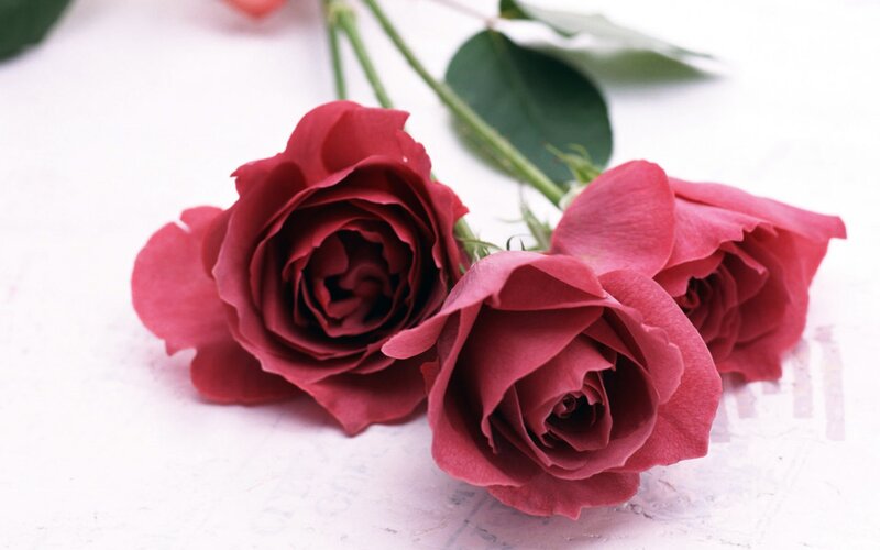 Three Red Roses — Calm, Photograph, Leaves, Stems, White Surface