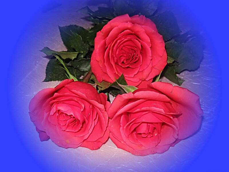 Three Red Roses — Calm, Photograph, Leaves, Table