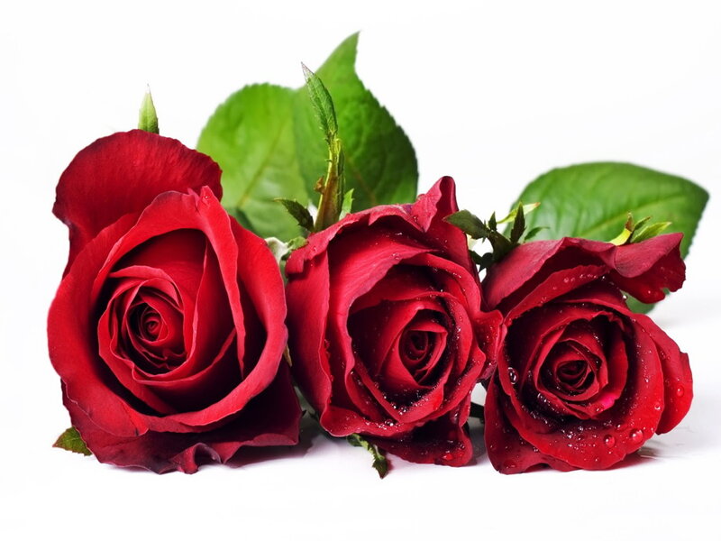 Three Red Roses — Calm, Photograph, Leaves, Water Droplets, Stem