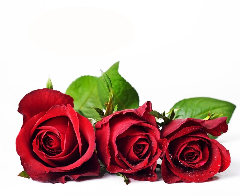 Three Red Roses — Calm, Photograph, Leaves, Water Droplets