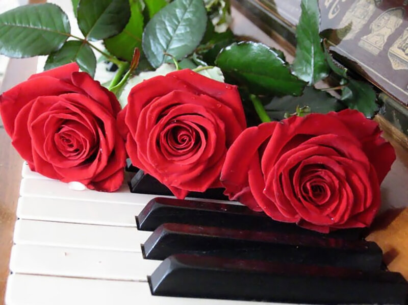 Three Red Roses — Calm, Photograph, Piano Keys
