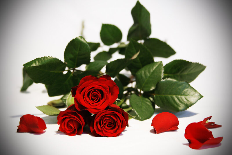 Three Red Roses — Calm, Photograph, Rose Petals