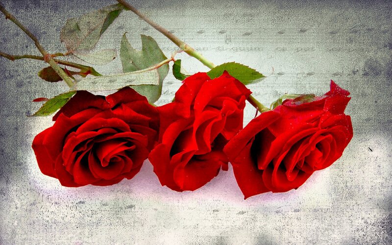 Three Red Roses — Calm, Photograph, Stem, Leaf