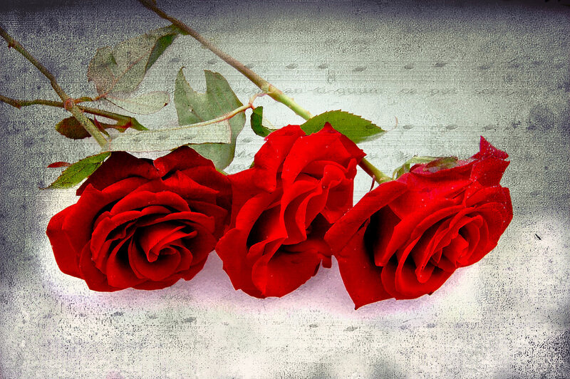 Three Red Roses — Calm, Photograph, Stem