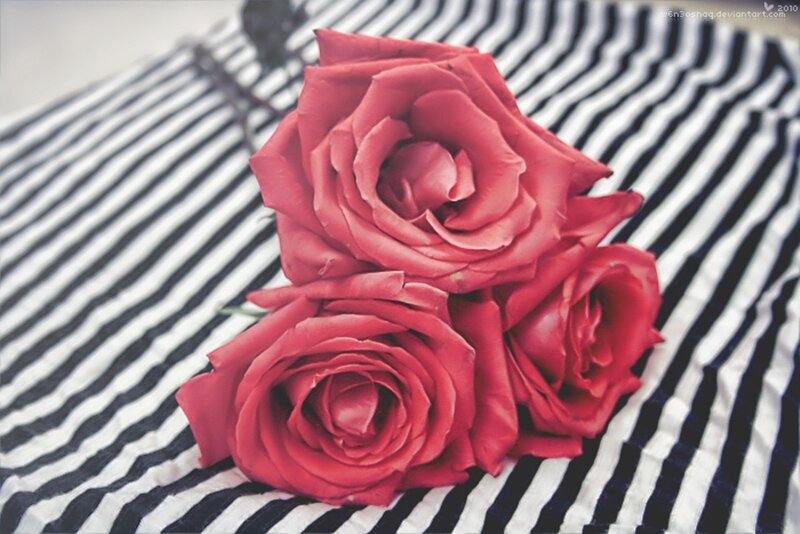 Three Red Roses — Calm, Photograph, Striped Fabric
