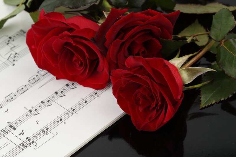 Three Red Roses — Calm, Photograph