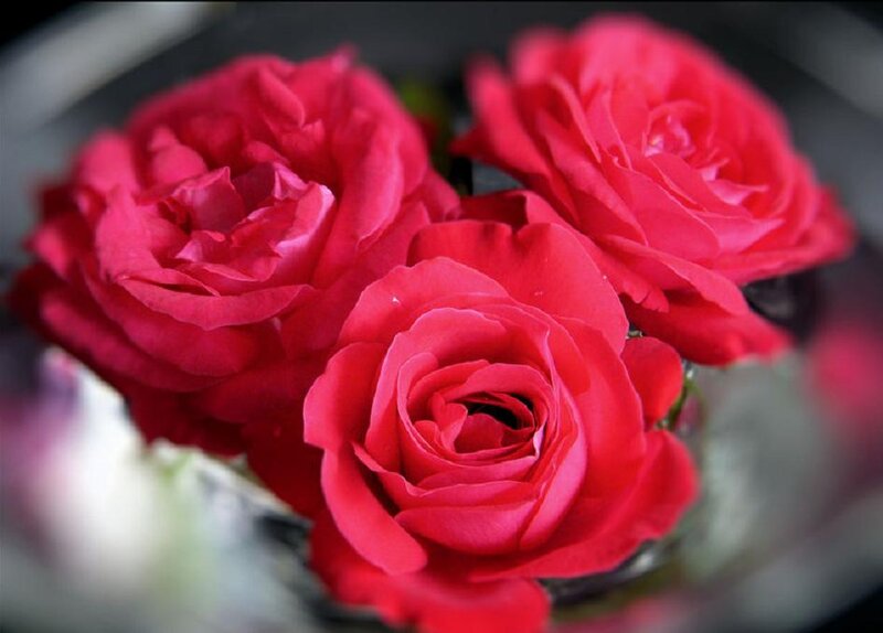Three Red Roses — Calm, Photograph, Vase