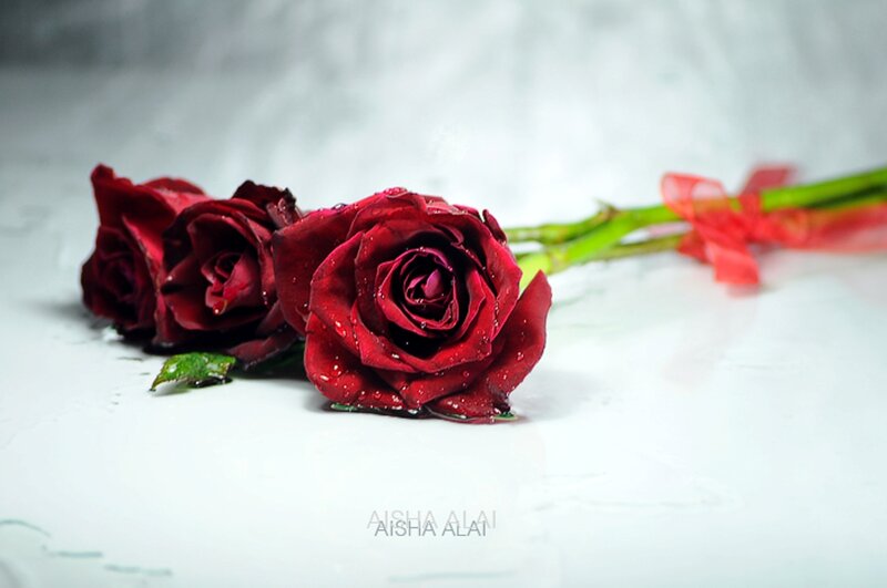 Three Red Roses — Calm, Photograph, Water Droplets, Green Stems