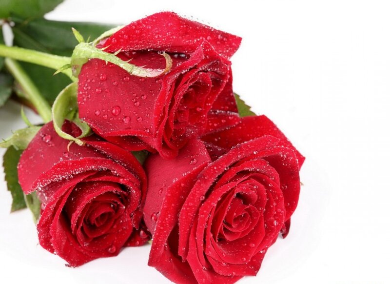 Three Red Roses — Calm, Photograph, Water Droplets