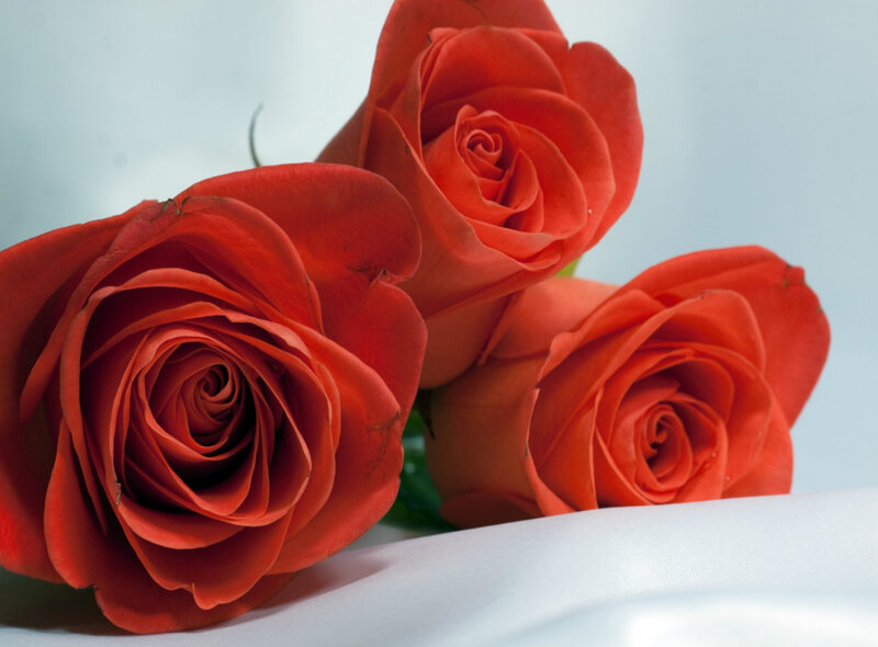 Three Red Roses — Calm, Photograph, White Surface