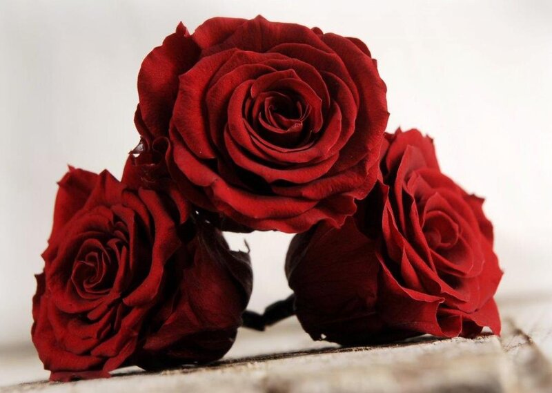 Three Red Roses — Calm, Photograph, Wooden Surface