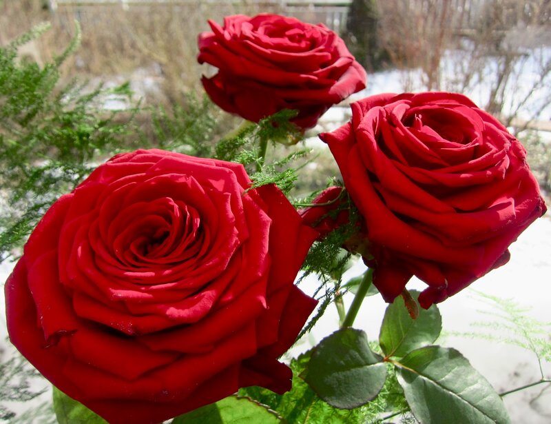 Three Red Roses — Calm, Winter