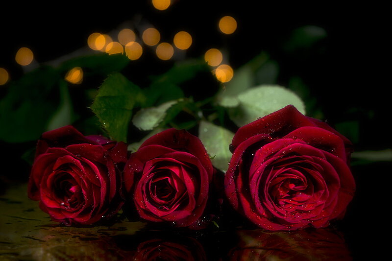 Three Red Roses — Dramatic, Night, Photograph, Drops