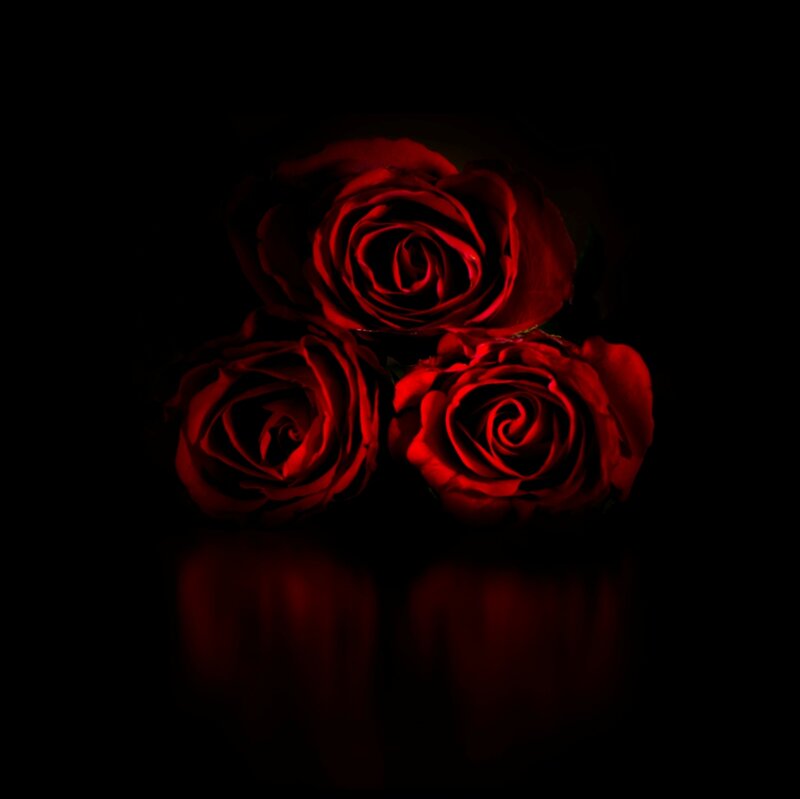 Three Red Roses — Dramatic, Night, Photograph, Flowers