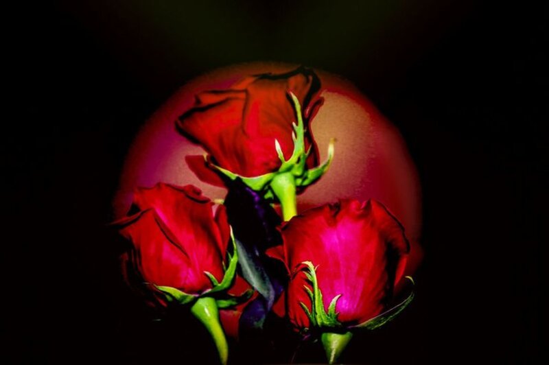 Three Red Roses — Dramatic, Night, Photograph, Green Stems
