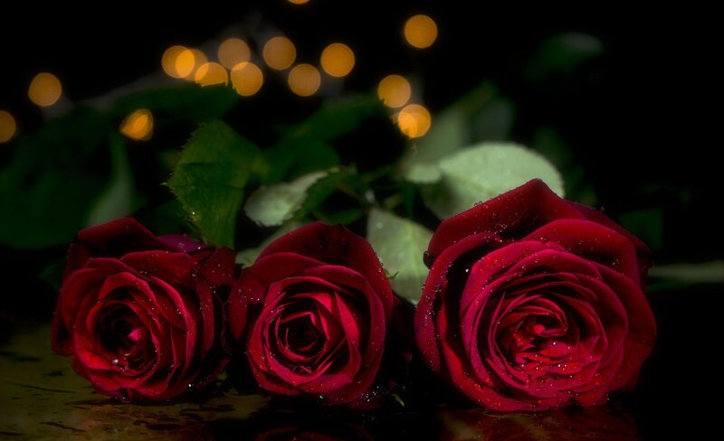 Three Red Roses — Dramatic, Night, Photograph, Leaves