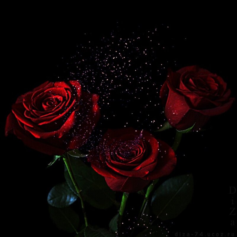 Three Red Roses — Dramatic, Night, Photograph, Sparkles