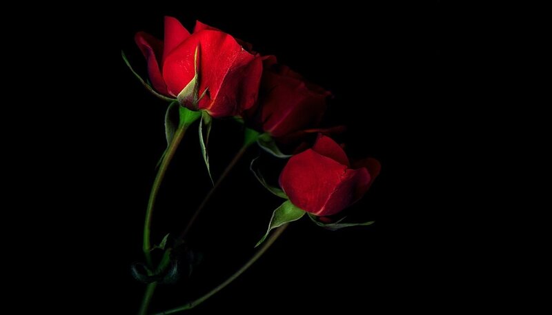 Three Red Roses — Dramatic, Night, Photograph