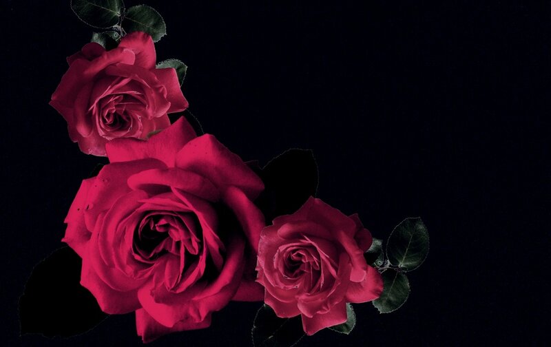 Three Red Roses — Dramatic, Night