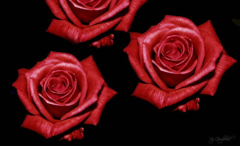 Three Red Roses — Dramatic, Photograph, Black Background