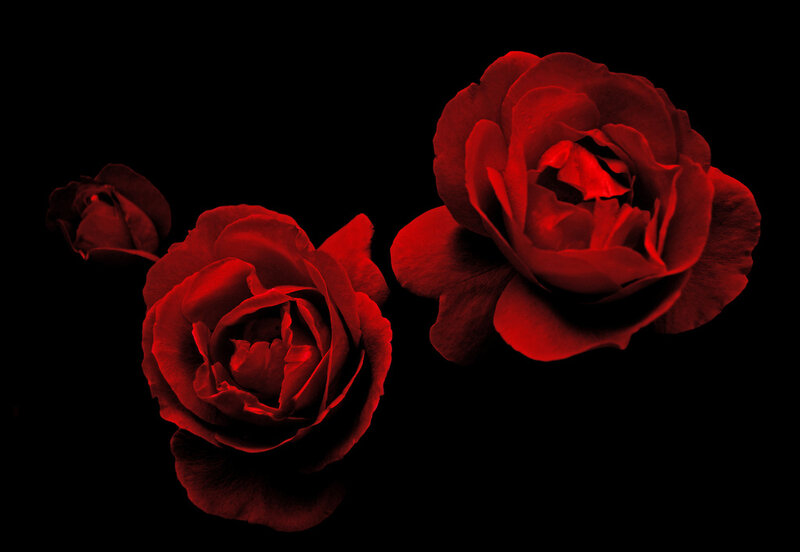 Three Red Roses — Dramatic, Photograph, Bloom