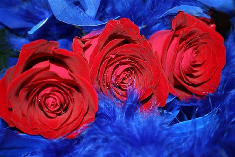 Three Red Roses — Dramatic, Photograph, Blue Feathers
