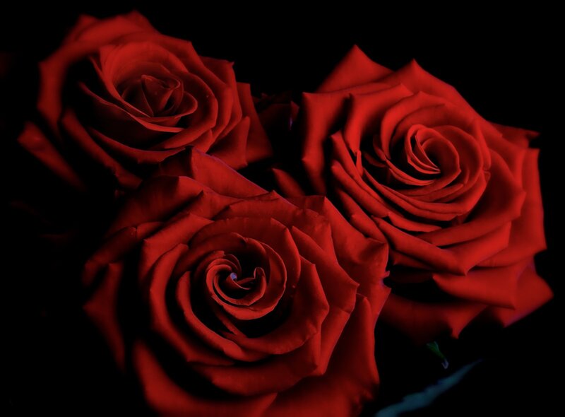 Three Red Roses — Dramatic, Photograph, Dark Background